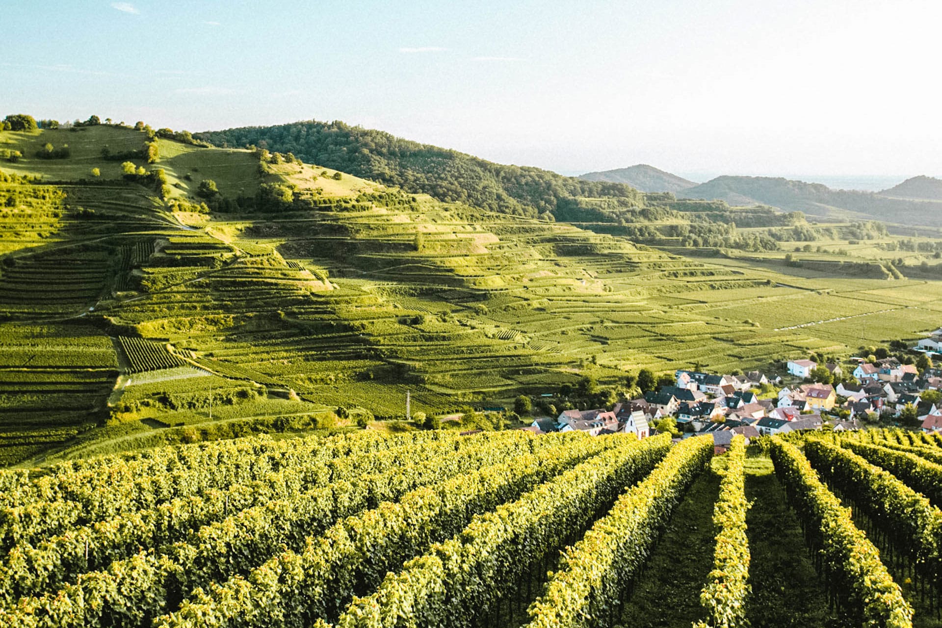 Landscape with german winyard